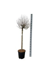 Bez Syringa BLOOMERANG® Pink Perfume