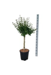 Bez Syringa BLOOMERANG® Pink Perfume