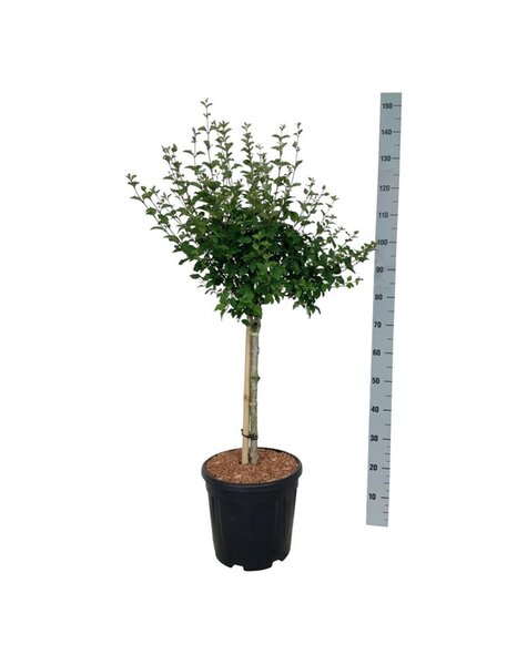 Syringa