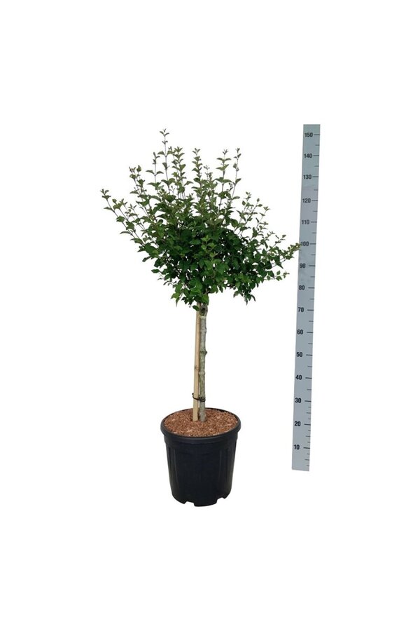 Bez Syringa BLOOMERANG® Pink Perfume