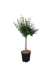 Bez Syringa BLOOMERANG® Pink Perfume