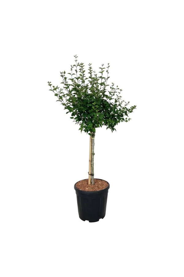 Bez Syringa BLOOMERANG® Pink Perfume