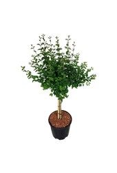 Bez Syringa BLOOMERANG® Pink Perfume