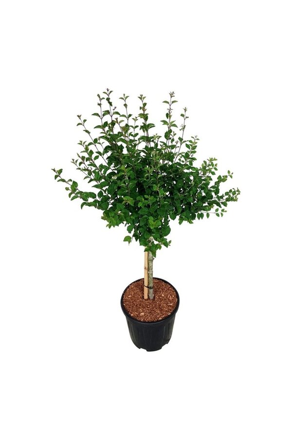 Bez Syringa BLOOMERANG® Pink Perfume