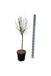 Bez Syringa BLOOMERANG® Pink Perfume