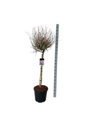 Bez Syringa BLOOMERANG® Dark Purple