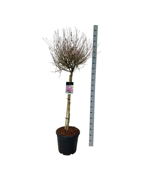 Syringa