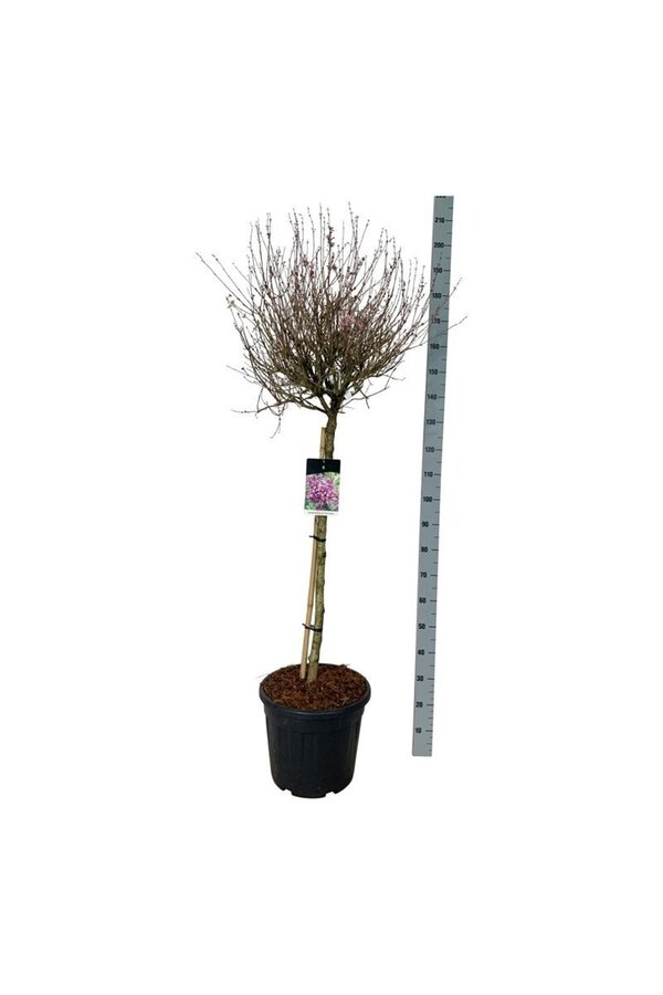 Bez Syringa BLOOMERANG® Dark Purple