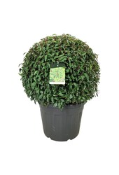 Laurowiśnia portugalska Prunus Angustifolia