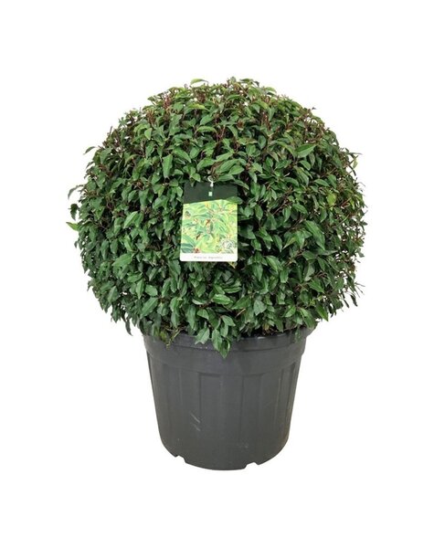Prunus