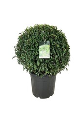 Wawrzyn portugalski Prunus Angustifolia