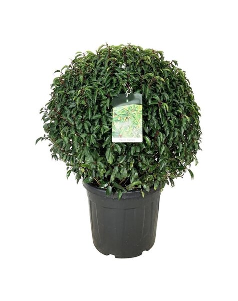 Prunus
