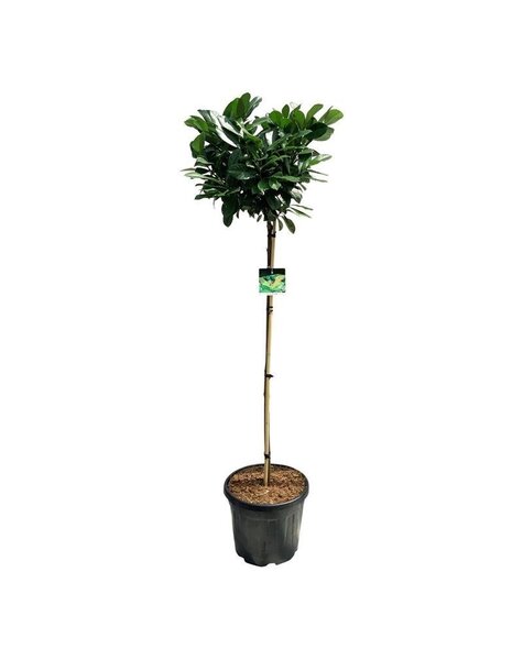 Prunus