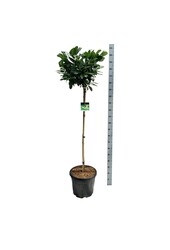 Laurowiśnia portugalska Prunus Etna