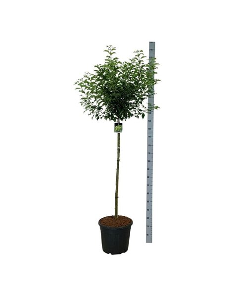 Prunus