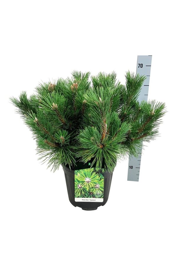 Sosna Pinus thunbergii Sayonara