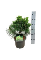 Sosna Pinus thunbergii Sayonara