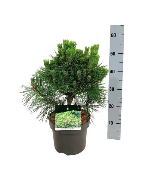Pinus
