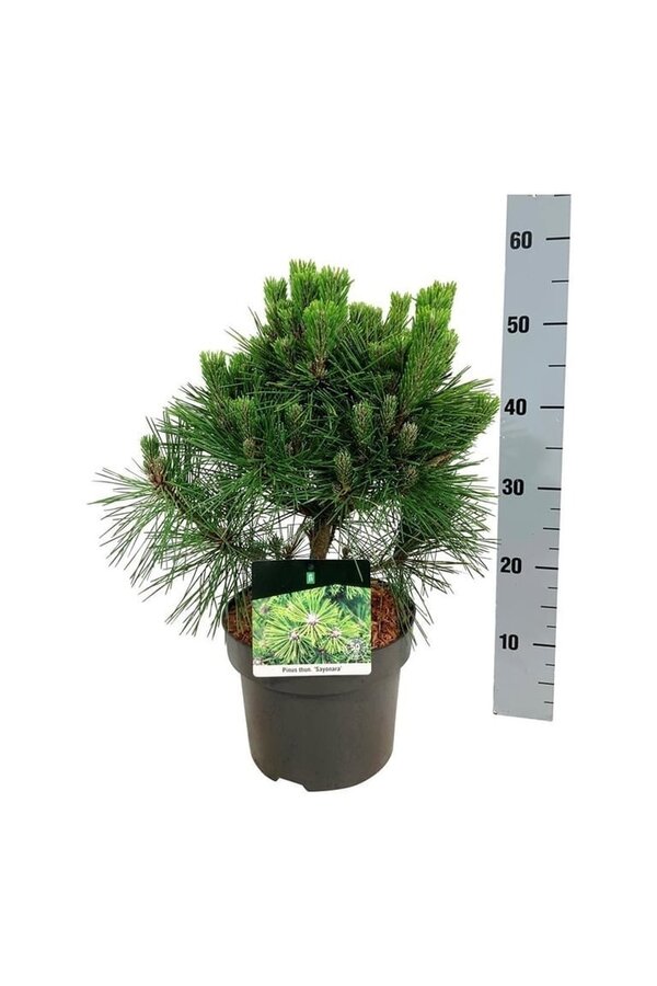 Sosna Pinus thunbergii Sayonara
