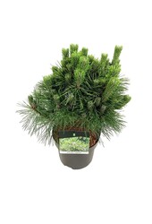 Sosna Pinus thunbergii Sayonara