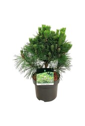 Sosna Pinus thunbergii Sayonara