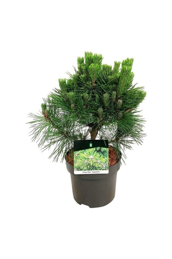 Sosna Pinus thunbergii Sayonara