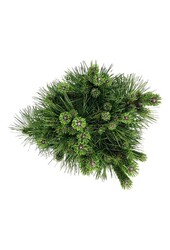 Sosna Pinus thunbergii Sayonara
