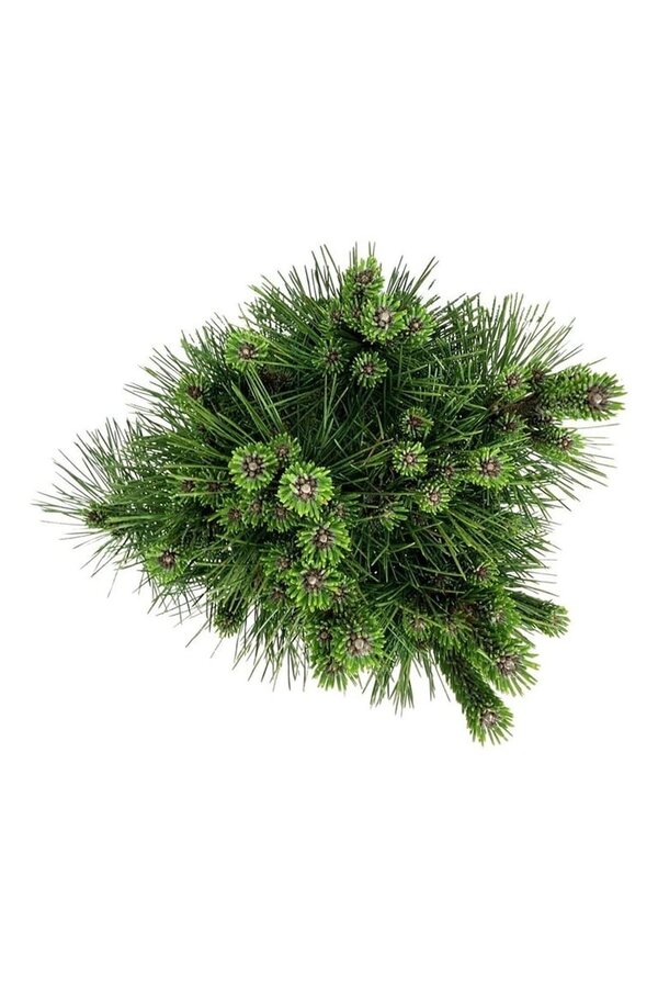 Sosna Pinus thunbergii Sayonara