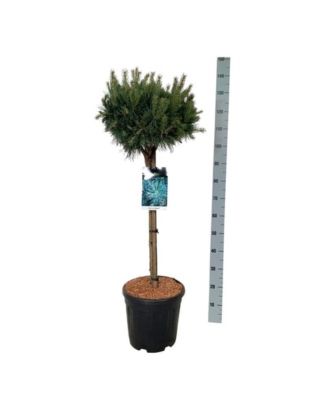 Pinus