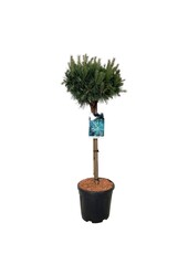 Sosna Pinus Watereri