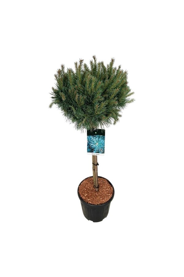 Sosna Pinus Watereri