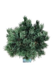 Sosna Pinus Watereri