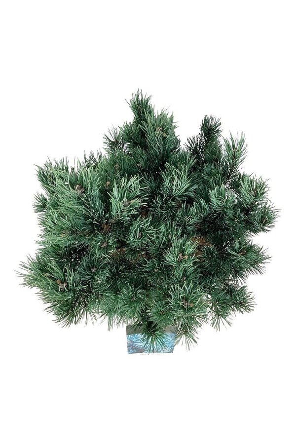 Sosna Pinus Watereri