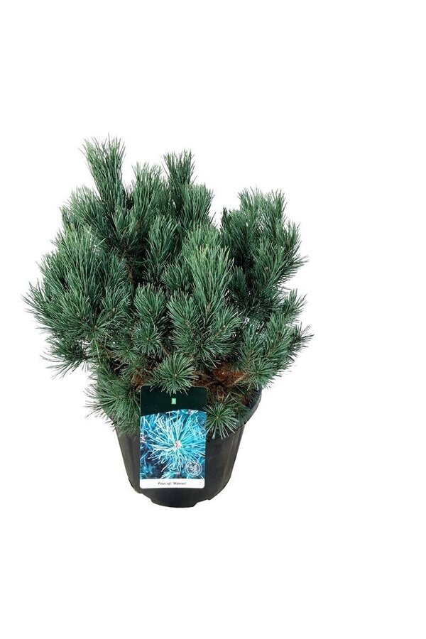 Sosna Pinus Watereri