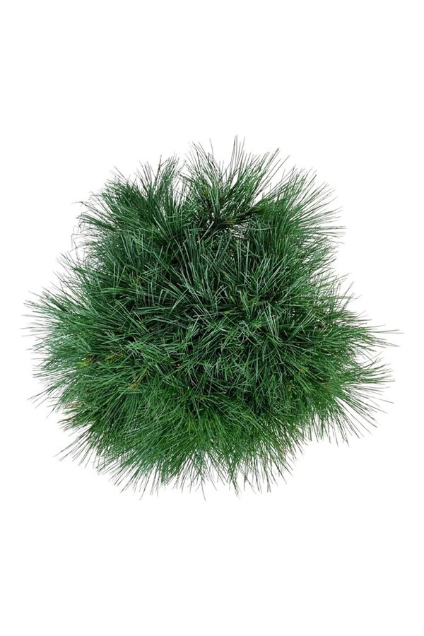 Sosna Pinus strobus Minima