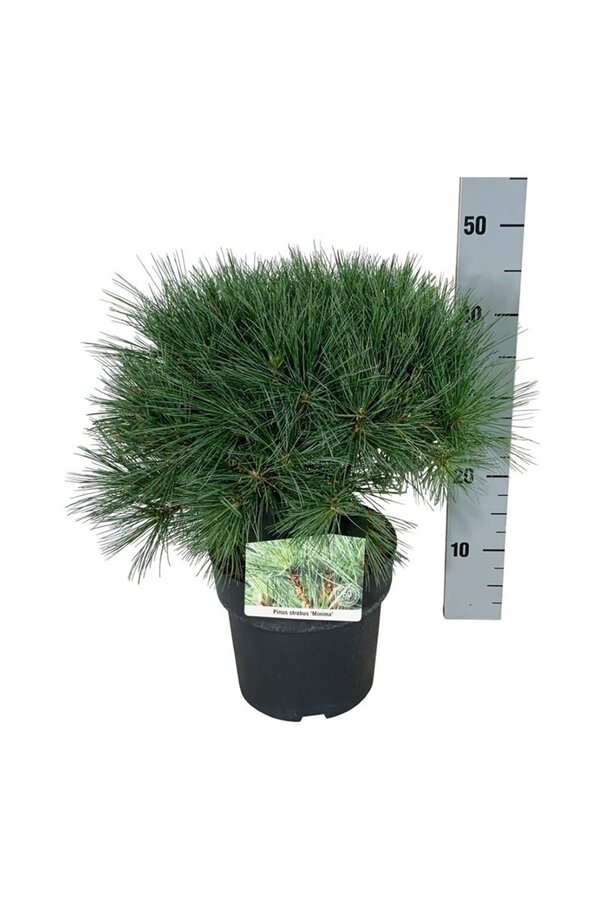 Sosna Pinus strobus Minima