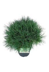 Sosna Pinus strobus Minima
