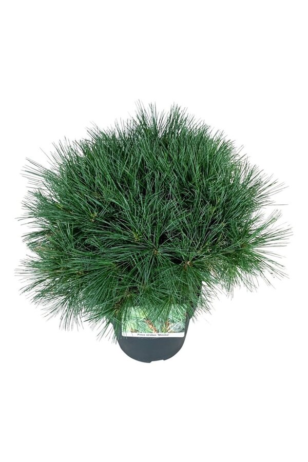 Sosna Pinus strobus Minima