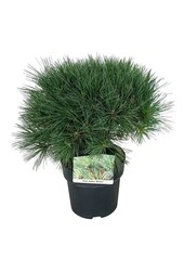 Sosna Pinus strobus Minima