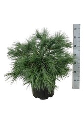 Sosna Pinus strobus Blue Shag