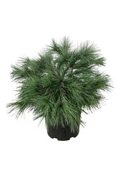Sosna Pinus strobus Blue Shag