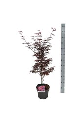 Klon Acer Skeeters Broom