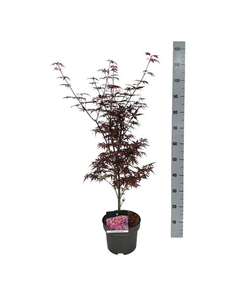 Acer