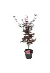 Klon Acer Skeeters Broom