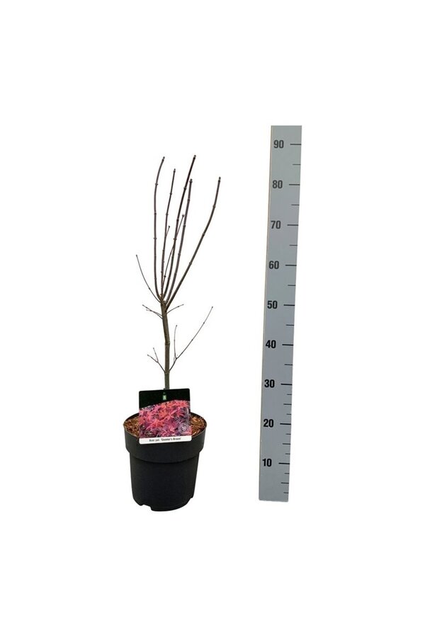 Klon Acer Skeeters Broom