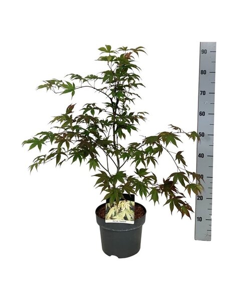 Acer
