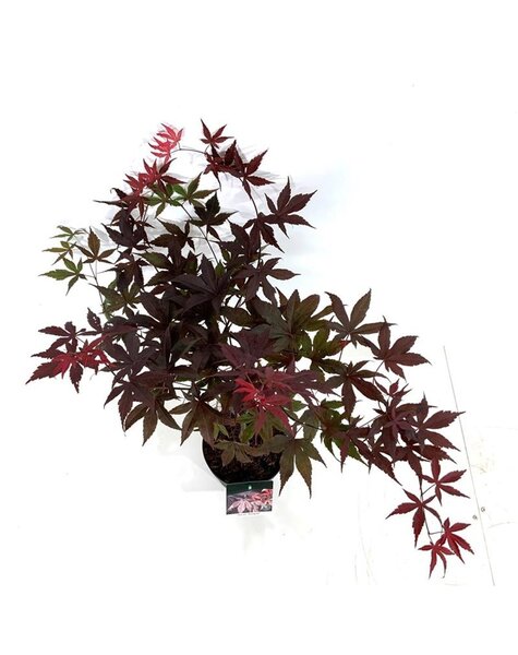 Acer