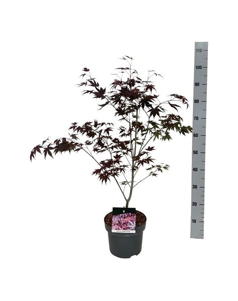Acer