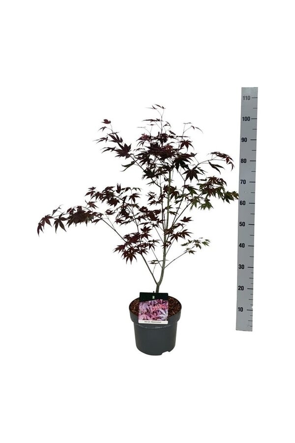 Klon Acer Atropurpureum