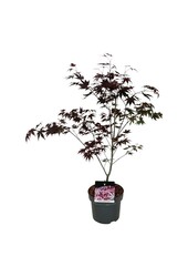 Klon Acer Atropurpureum
